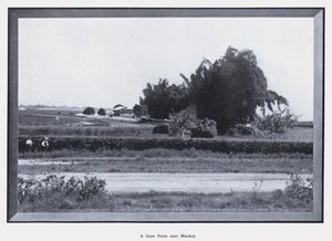 Eine Zuckerrohrfarm in der Nähe von Mackay