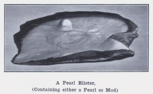 Eine Perlenblase, die entweder eine Perle oder Schlamm enthält (s/w Foto) von Photographer Australian