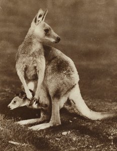 Baby-Känguru schaut aus dem Beutel seiner Mutter, Australien