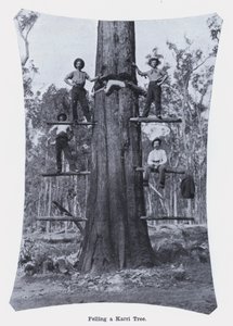 Fällen eines Karri-Baums von Photographer Australian