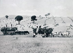 Ernte, New South Wales, ca. 1900, aus 