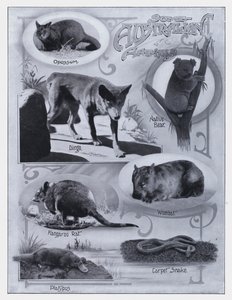 Einige australische Tiere von Photographer Australian