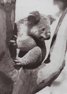 Der einzigartige Koala oder einheimischer Bär von Photographer Australian