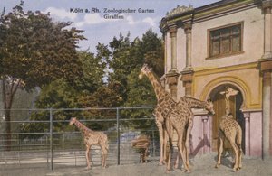 Kölner Zoo, Giraffen (Foto) von Photographer German