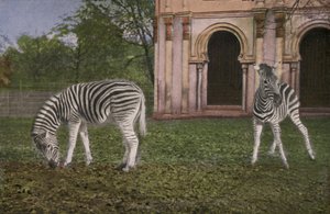 Kölner Zoo, Zebras von Photographer German