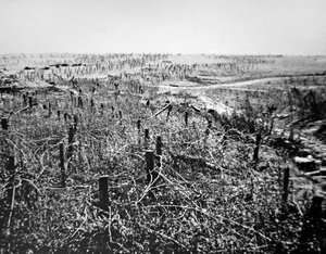 Stacheldrahtverteidigungen der deutschen Beaurevoir-Position, Teil der Hindenburglinie im Ersten Weltkrieg von Photographer German