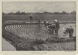 Ein Reisfeld in Japan von Photographer Japanese