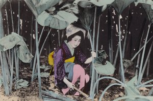 Japan, ca. 1912: Riesiger Sumpfrhabarber, Wildpflanze, Akita (Foto) von Photographer Japanese