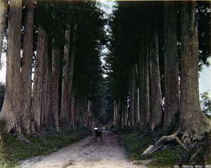 Rikscha auf einer baumgesäumten Straße in Nikko, ca. 1900 von Photographer Japanese