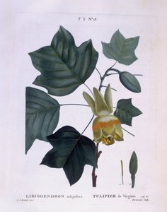 Amerikanischer Tulpenbaum, botanische Tafel von Pierre Joseph Redouté von Pierre Joseph Redouté