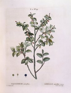 Heidelbeere (Vaccinium myrtillus), botanische Tafel von Pierre Joseph Redouté von Pierre Joseph Redouté