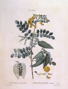 Blasenstrauch (Colutea arborescence), botanische Tafel von Pierre Joseph Redouté von Pierre Joseph Redouté