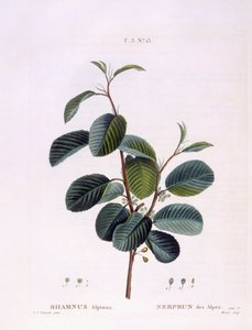 Kreuzdorn (Rhamnus alpinus), botanische Tafel von Pierre Joseph Redouté