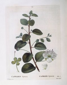 Kapernstrauch, botanische Tafel von Pierre Joseph Redouté von Pierre Joseph Redouté