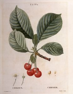 Kirsche, botanische Tafel von Pierre Joseph Redouté von Pierre Joseph Redouté