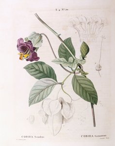 Tassen- und Untertassenrebe (Cobaea scandens), Henry Louis Duhamel du Monceau, botanische Tafel von Pierre Joseph Redouté von Pierre Joseph Redouté