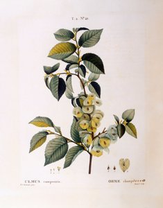 Feldulme (Ulmus campestris oder minor), botanische Tafel von Pierre Joseph Redouté