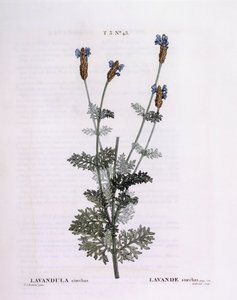 Französischer Lavendel (Lavandula stoechas), botanische Tafel von Pierre Joseph Redouté