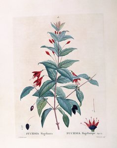 Fuchsie, botanische Tafel von Pierre Joseph Redouté