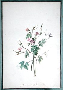 Storchschnabel (Geranium Robertianum)