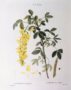 Goldregen (Cytisus laburnum), botanische Tafel von Pierre Joseph Redouté von Pierre Joseph Redouté