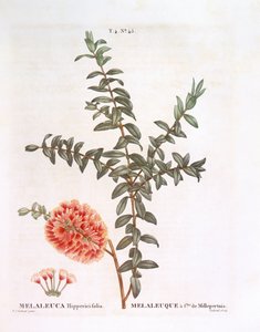 Hügelbusch (Melaleuca hypericifolia), Henry Louis Duhamel du Monceau, botanische Tafel von Pierre Joseph Redouté von Pierre Joseph Redouté