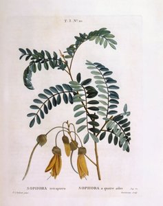 Kowhai (Sophora tetraptera oder Edwardsia grandiflora), botanische Tafel von Pierre Joseph Redouté