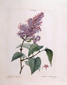 Flieder (Syringa vulgaris), botanische Tafel von Pierre Joseph Redouté