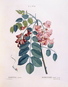 Robinie, botanische Tafel von Pierre Joseph Redouté