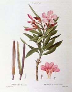 Oleander (Nerium oleander), botanische Tafel von Pierre Joseph Redouté von Pierre Joseph Redouté