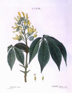 Pavia lutea, botanische Tafel von Pierre Joseph Redouté von Pierre Joseph Redouté