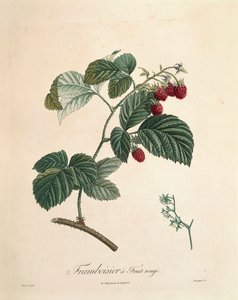 Himbeere von Pierre Joseph Redouté