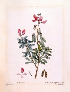 Hauhechel (Ononis fruticosa), botanische Tafel von Pierre Joseph Redouté von Pierre Joseph Redouté