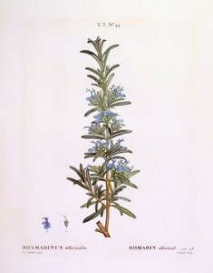 Rosmarin (Rosmarinus officinalis), botanische Tafel von Pierre Joseph Redouté von Pierre Joseph Redouté