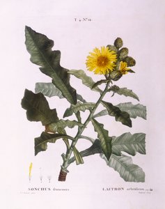 Gänsedisteln (Sonchus fruticosus), botanische Tafel von Pierre Joseph Redouté von Pierre Joseph Redouté