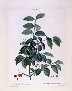 Spindelstrauch (Euonymus verrucosus), botanische Tafel von Pierre Joseph Redouté von Pierre Joseph Redouté