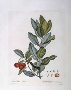 Erdbeerbaum (Arbutus unedo), botanische Tafel von Pierre Joseph Redouté von Pierre Joseph Redouté