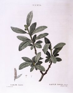 Weide (Salix lanata), botanische Tafel von Pierre Joseph Redouté