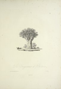 Der Drachenbaum von Orotava, graviert von Bouquet, Illustration aus 