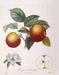 Apfel "Pomme de chataignier", botanische Tafel von Pierre Antoine Poiteau