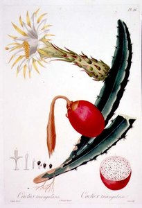 Cactus Triangularis, Tafel 26 aus 