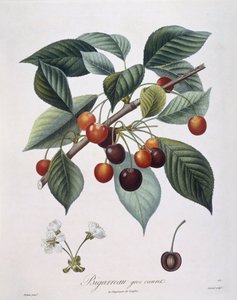 Kirschbaum 