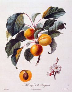 Früchte und Blumen der Aprikose Albergier De Montgamet, um 1846, kolorierte Gravur von Pierre-Antoine Poiteau aus Pomologie Francais, Frankreich