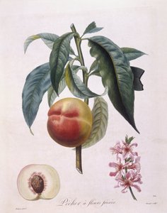 Pfirsich (Prunus persica batsch)