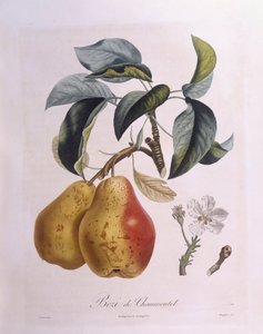 Birne "Bezi de Chaumontel", botanische Tafel von Pierre Antoine Poiteau