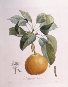 Birne "Doyenné roux"