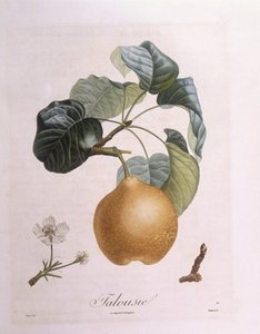 Birne "Talousie", botanische Tafel von Pierre Antoine Poiteau
