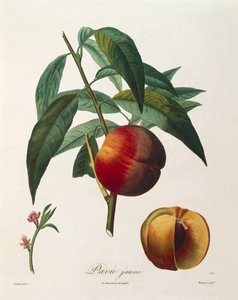 Gelber Pfirsich von Antoine Poiteau