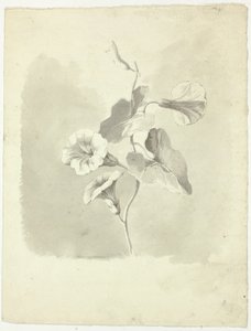 Prunkwinden