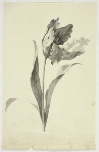 Tulpe